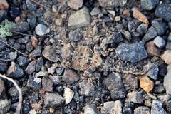 Phrynocephalus helioscopus