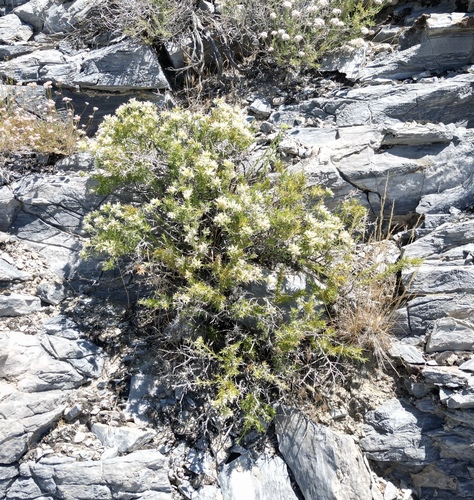 Image of Hecastocleis shockleyi by (c) Matt Berger, some rights reserved (CC BY)
