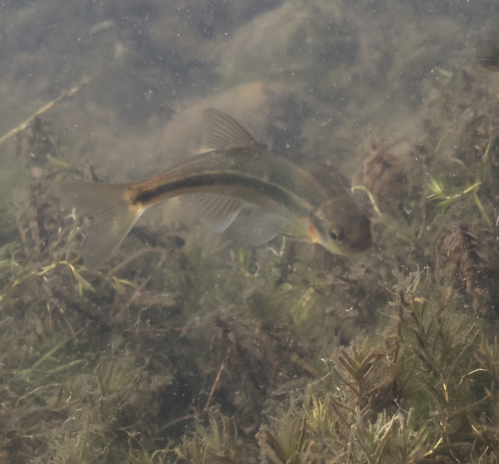 Columbia River minnow (Richardsonius balteatus) — Cyprinidae
