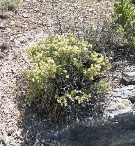Image of Hecastocleis shockleyi by (c) Matt Berger, some rights reserved (CC BY)