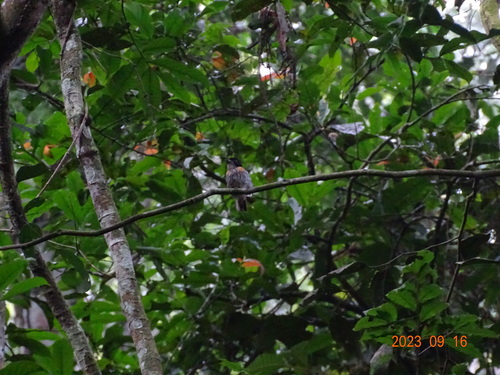 Rufous-sided Broadbill