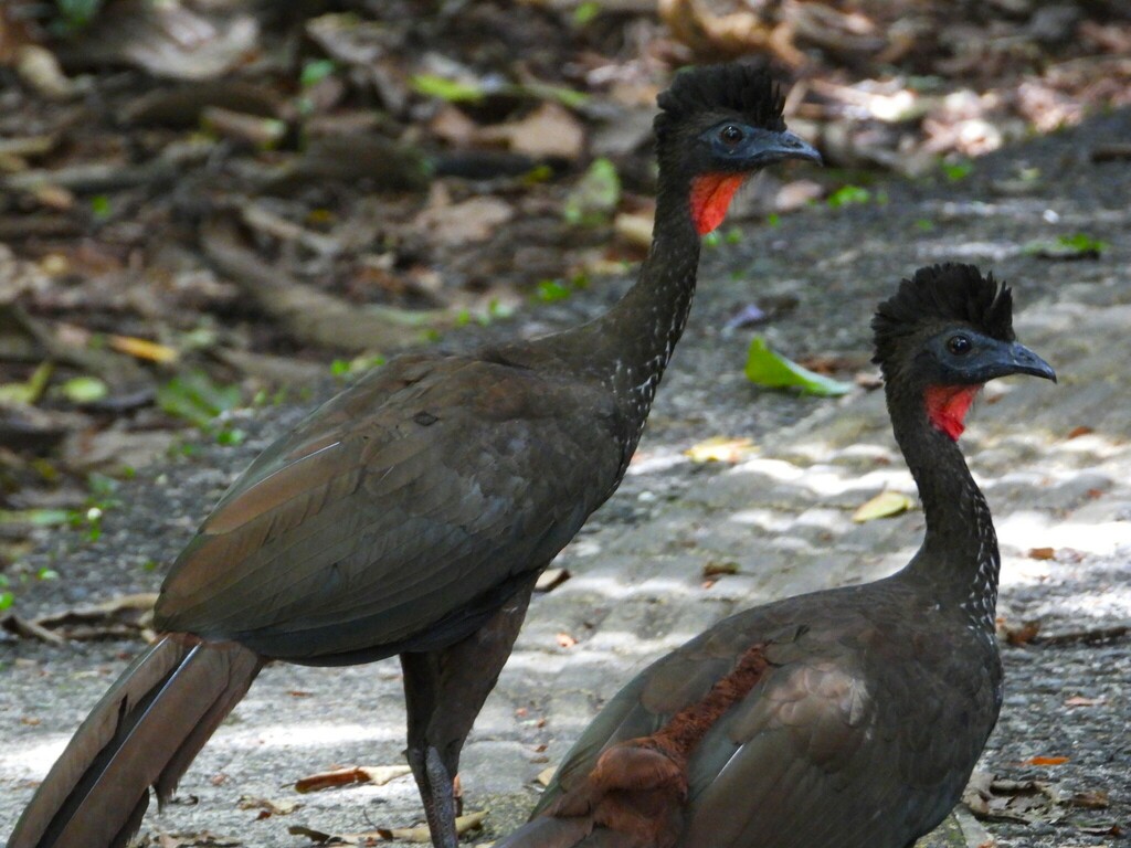 Pava Cojolita, Penelope purpurascens