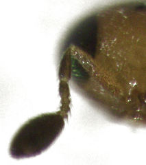 Ceratobaeus