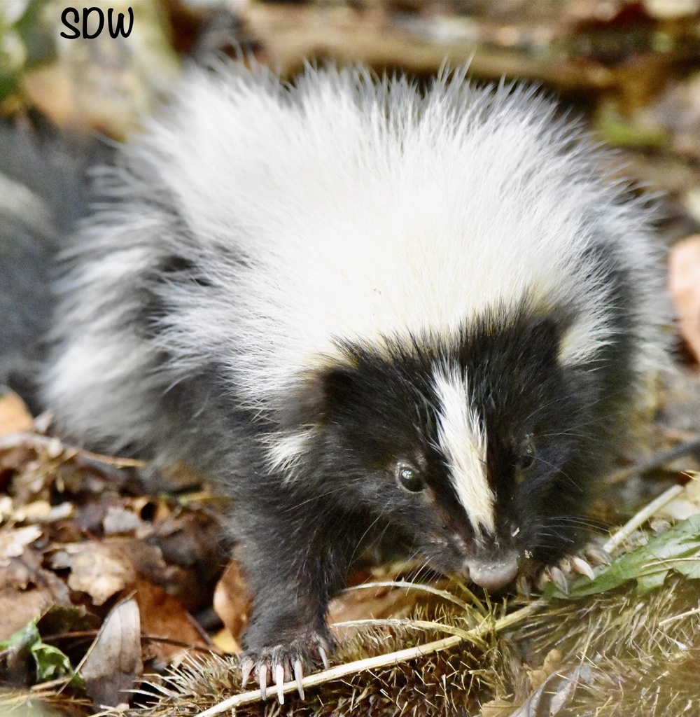 Striped Skunk from Reinstein Woods Nature Preserve, Depew, NY, US on September 19, 2023 at 1145