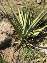 Yucca gigantea