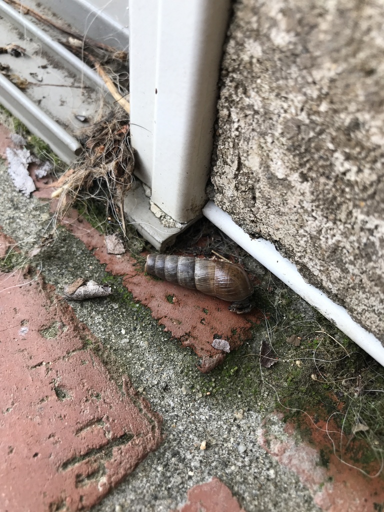 Decollate Snail from Catalina Heights Way, Vista, CA, US on September