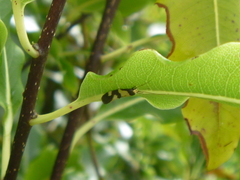 Opogona comptella