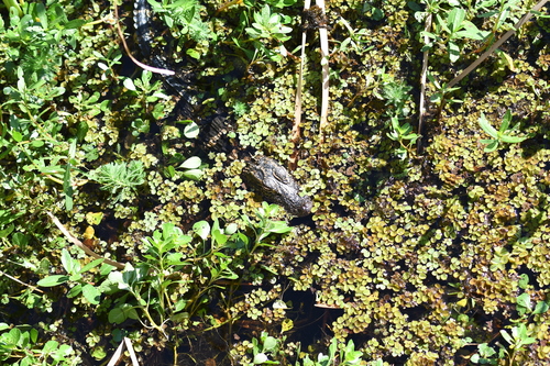 American alligator