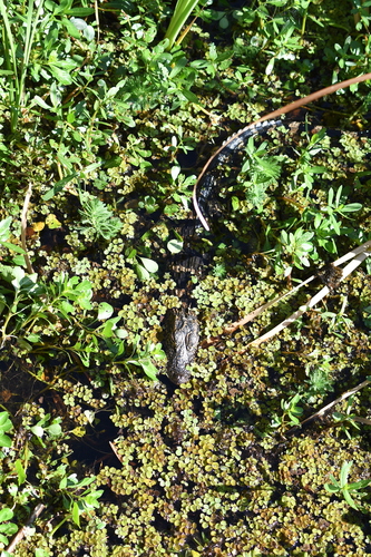 American alligator