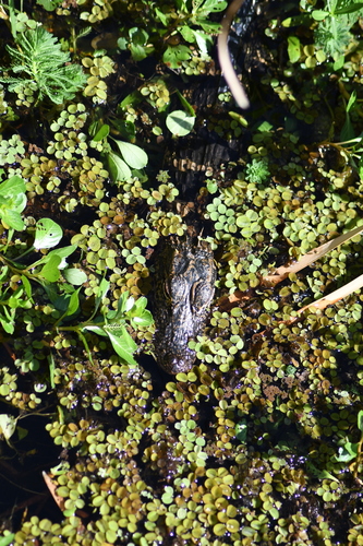 American alligator