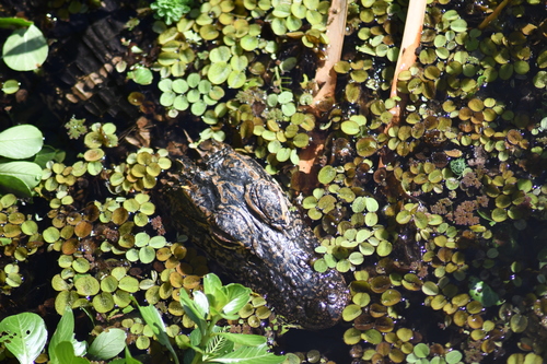 American alligator