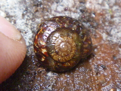 Punctoidea
