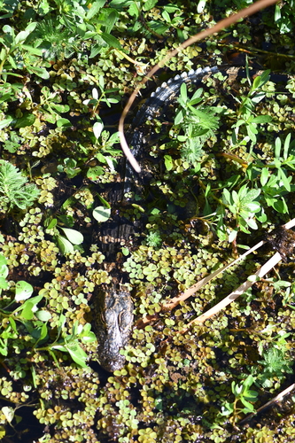 American alligator