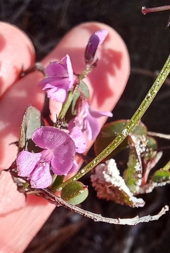 Image of Indigofera ovata by (c) Adele SL, some rights reserved (CC BY)