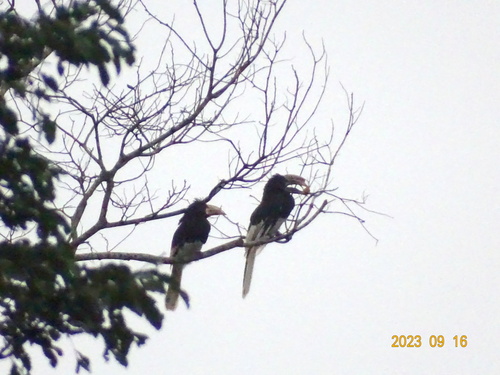 Black-and-white-casqued Hornbill