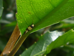 Opogona comptella