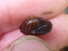 Punctoidea