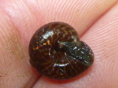 Punctoidea