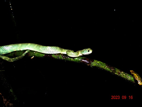 African Bush Viper