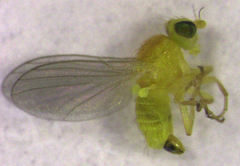 Phytoliriomyza jacarandae