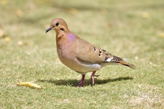 Zenaida aurita