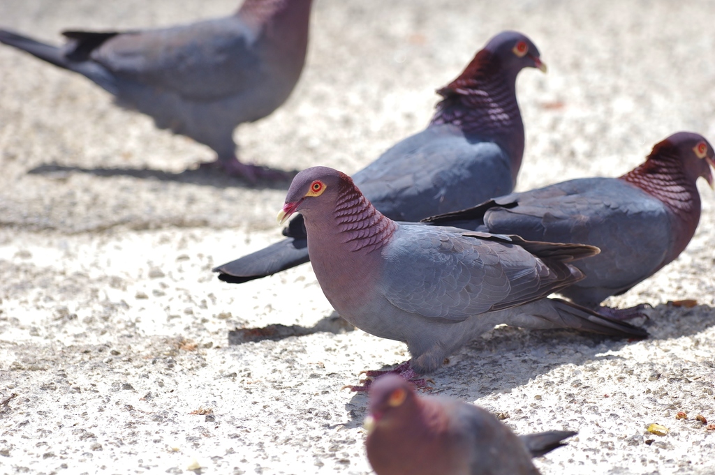 Scaly-naped Pigeon