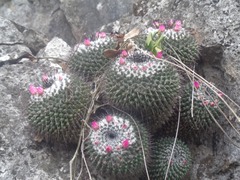 Mammillaria orcuttii
