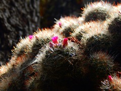 Mammillaria erythrosperma