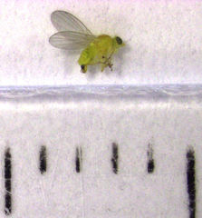 Phytoliriomyza jacarandae