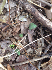 Erythronium americanum