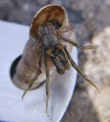 Clibanarius longitarsus
