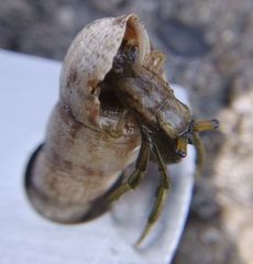 Clibanarius longitarsus