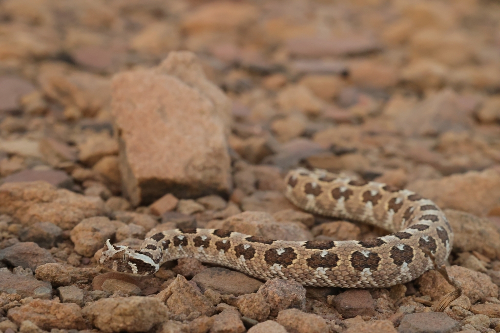 Horned Adder from Ai-Ais Hot Springs, NA-KA-KR, NA-KA, NA on September ...