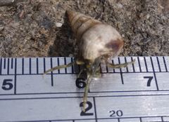 Clibanarius longitarsus