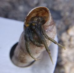Clibanarius longitarsus