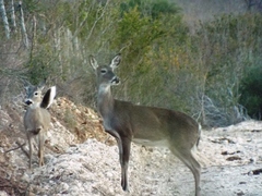 Odocoileus virginianus texanus