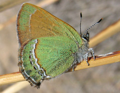 Callophrys mcfarlandi