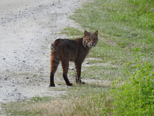 Bobcat photographed in South Carolina