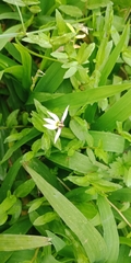 Lobelia chinensis