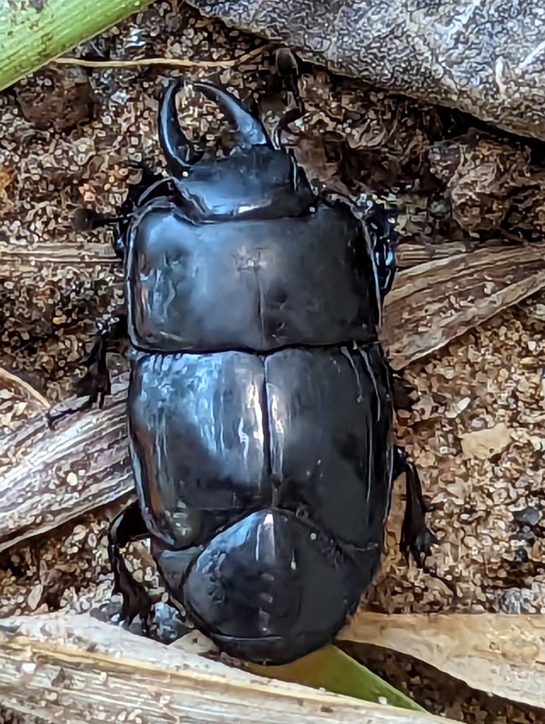 Hololepta yucateca
