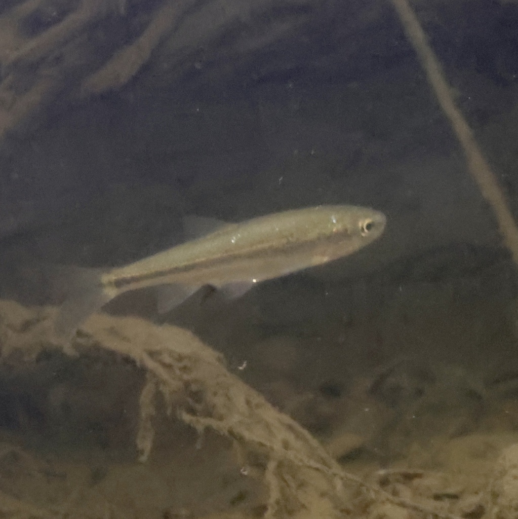 Lahontan redside (Richardsonius egregius) — Cyprinidae