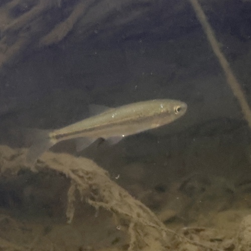 Lahontan redside (Richardsonius egregius) — Cyprinidae