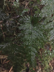 Abrodictyum elongatum