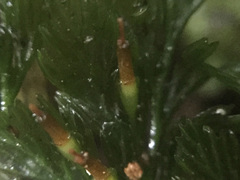 Abrodictyum elongatum