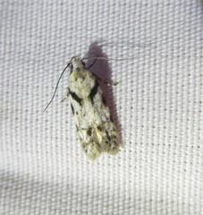 Pseudotelphusa palliderosacella