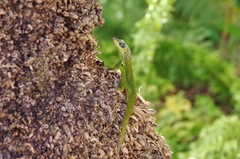 Anolis extremus