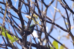 Eulampis holosericeus