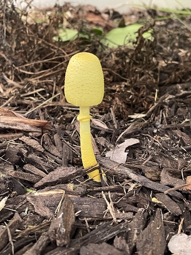 Leucocoprinus birnbaumii image
