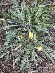 Oenothera primiveris primiveris