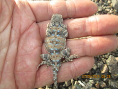 Phrynocephalus helioscopus